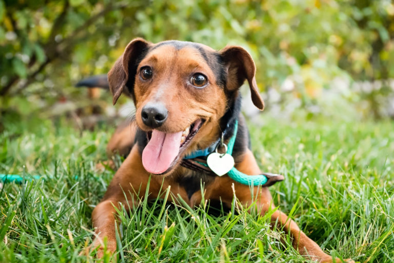 Cómo saber si tu perro es feliz: 4 señales que lo indican - Buena Vida Tips