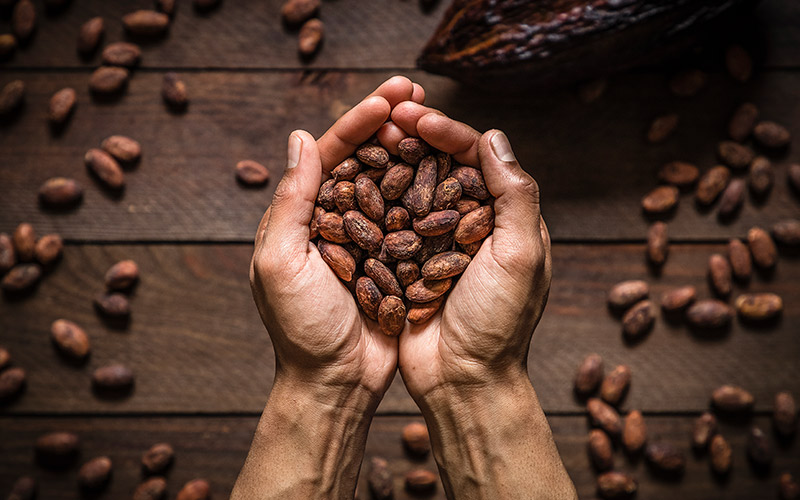 Cacao: los 10 beneficios que le aporta a la salud - Buena Vida Tips