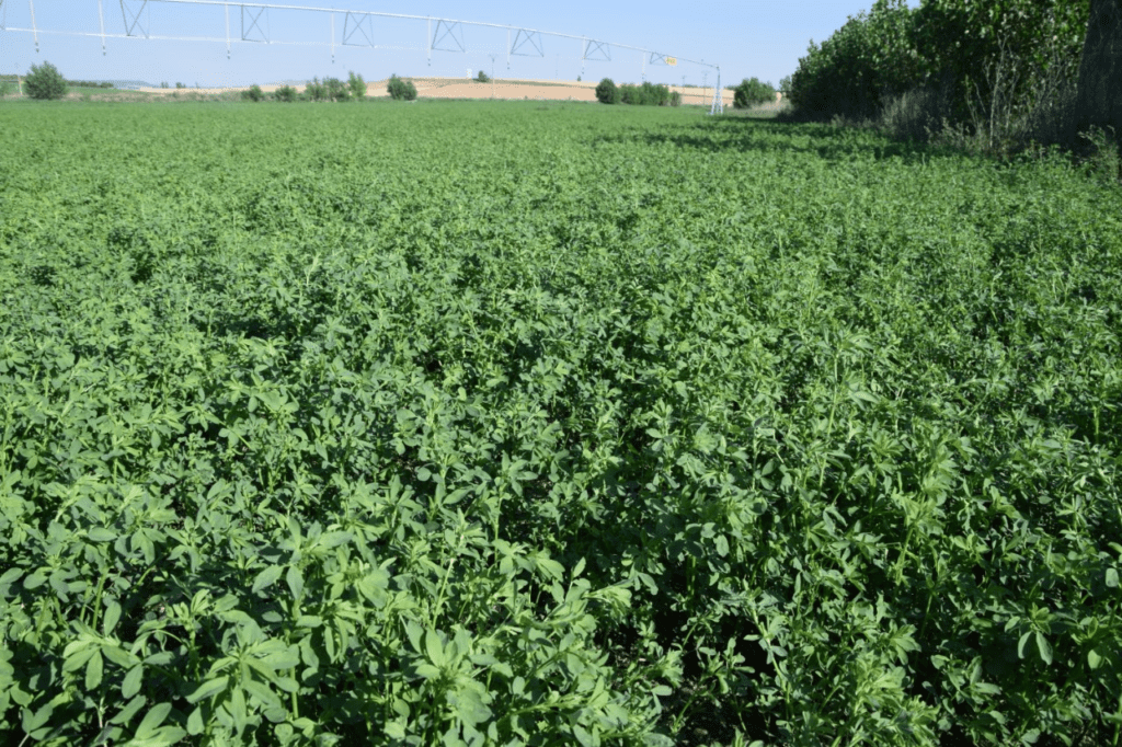 Por qué la alfalfa es tan beneficiosa y cuándo se debe comer - Buena Vida Tips