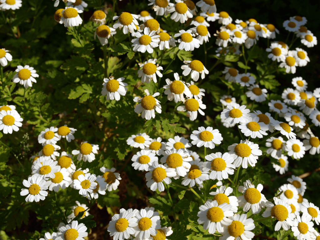 8 plantas medicinales que no pueden faltar en tu jardín - Buena Vida Tips