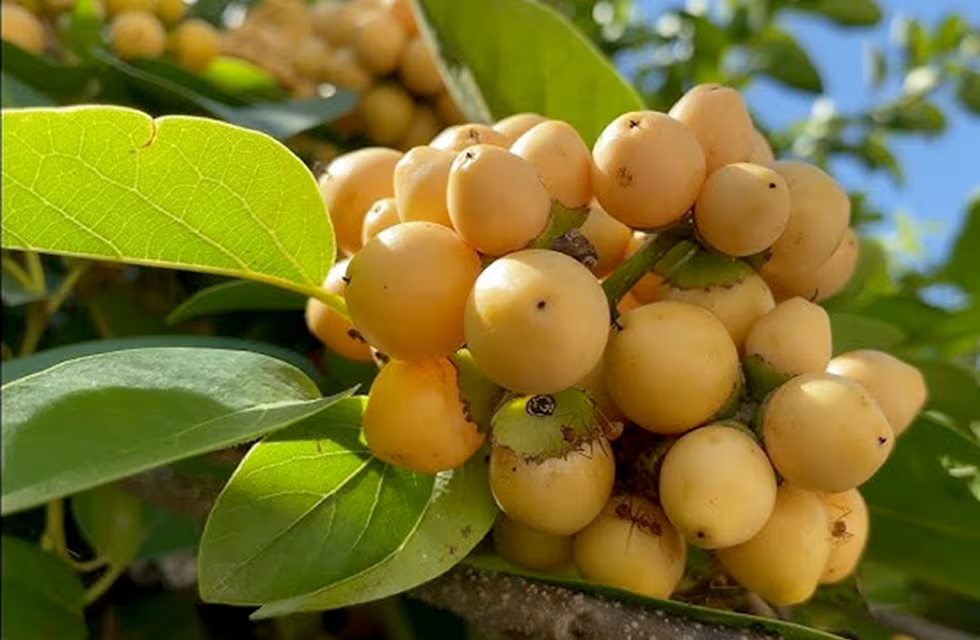 Fruta de oro: el nuevo descubrimiento que está lleno de colágeno - Buena Vida Tips