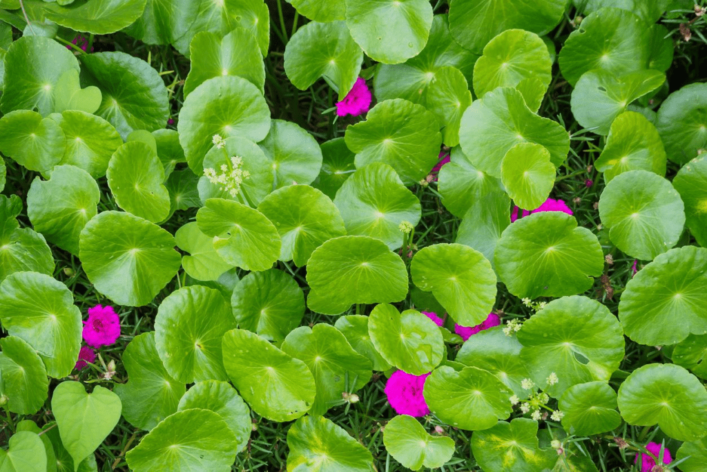 Centella asiática: la planta que mejora el sistema linfático - Buena Vida Tips