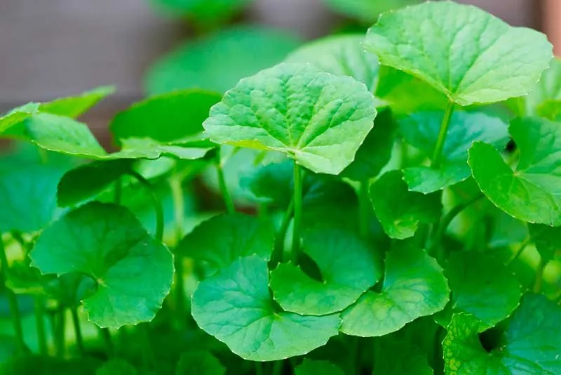 Centella asiática: la planta que mejora el sistema linfático - Buena Vida Tips