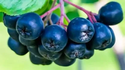 Oro negro: la fruta proteíca que ayuda a construir masa muscular - Buena Vida Tips